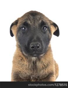 puppy belgian shepherd in front of white background