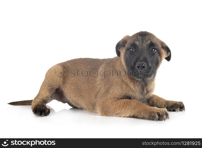 puppy belgian shepherd in front of white background