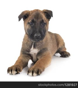 puppy belgian shepherd in front of white background