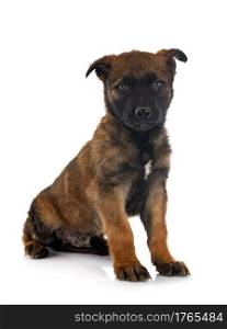 puppy belgian shepherd in front of white background
