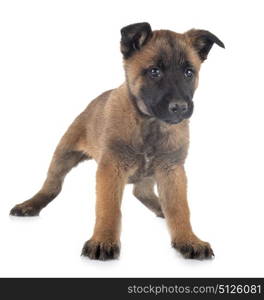 puppy belgian shepherd in front of white background