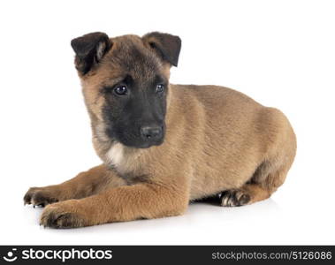 puppy belgian shepherd in front of white background