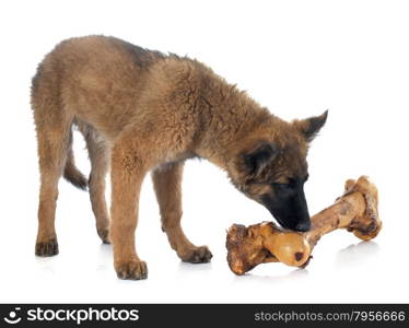 puppy Belgian Shepherd Tervuren and bone in front of white background