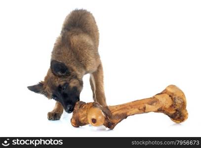 puppy Belgian Shepherd Tervuren and bone in front of white background