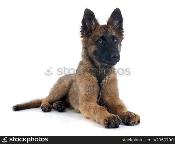 puppy Belgian Shepherd Tervuren in front of white background