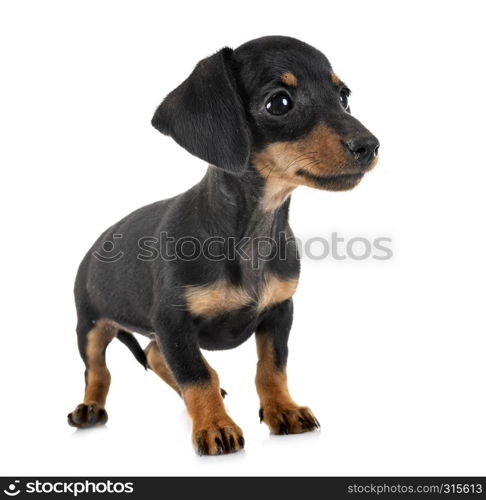 puppy black and tan miniature dachshund in front of white background