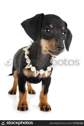 puppy black and tan miniature dachshund in front of white background