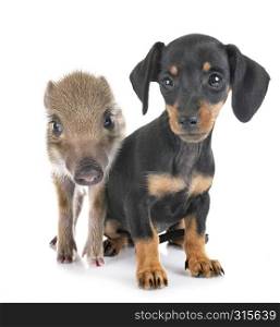 puppy black and tan miniature dachshund in front of white background