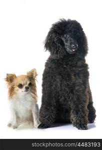 puppy black poodle and chihuahua in front of white background