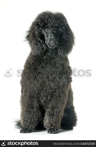 puppy black poodle in front of white background