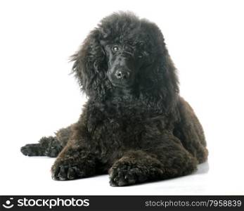 puppy black poodle in front of white background