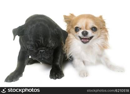 puppy black pug and chihuahua in front of white background