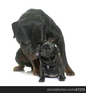 puppy black pug and rottweiler in front of white background
