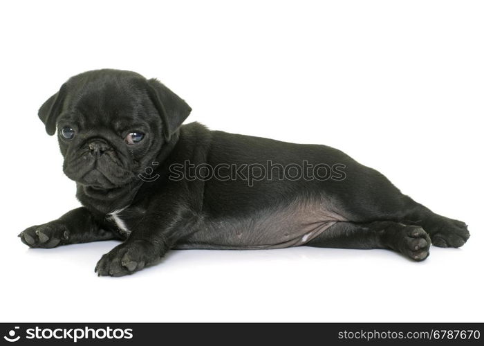 puppy black pug in front of white background