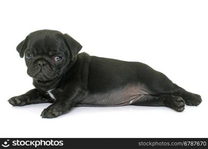 puppy black pug in front of white background