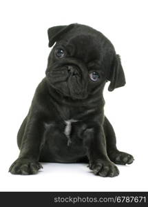 puppy black pug in front of white background