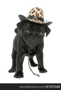 puppy black pug in front of white background