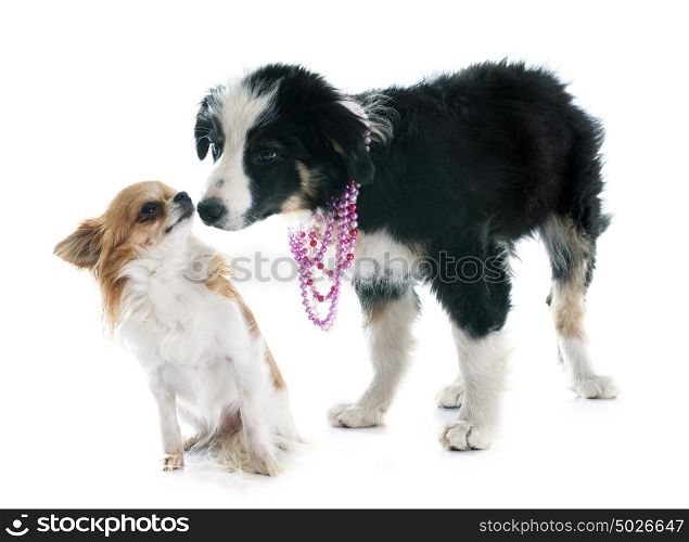 puppy border collie and chihuahua in front of white background
