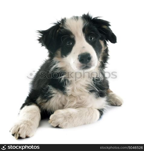 puppy border collie in front of white background