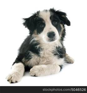 puppy border collie in front of white background