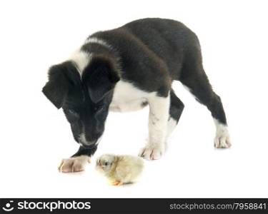 puppy border collier and chick in front of white background