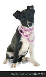 puppy border collier in front of white background