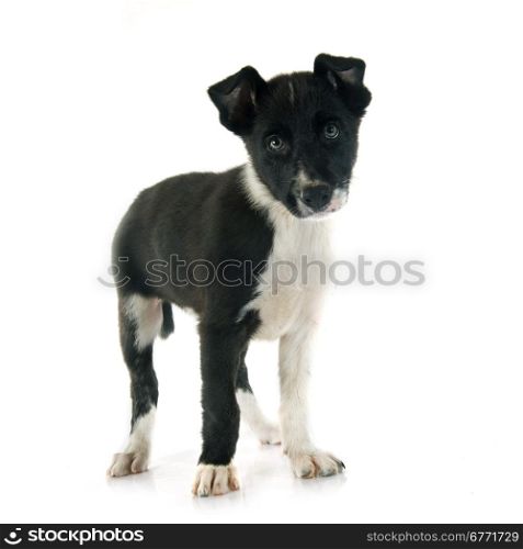 puppy border collier in front of white background