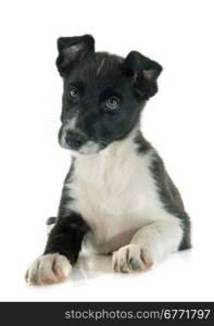 puppy border collier in front of white background