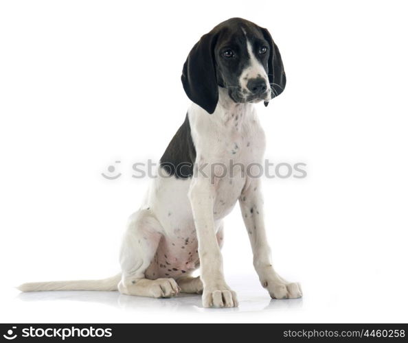 puppy Braque d&rsquo;Auvergne in front of white background