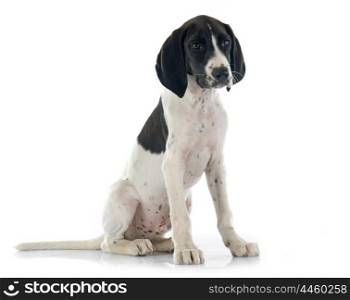 puppy Braque d&rsquo;Auvergne in front of white background