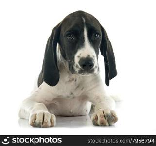 puppy Braque d&rsquo;Auvergne in front of white background
