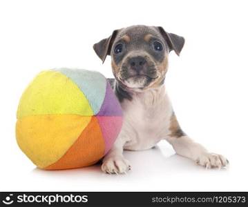 puppy brazilian terrier in front of white background