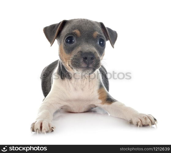 puppy brazilian terrier in front of white background
