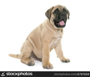 puppy bull mastiff in front of white background