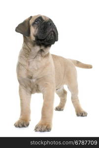 puppy bull mastiff in front of white background