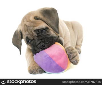 puppy bull mastiff playing in front of white background