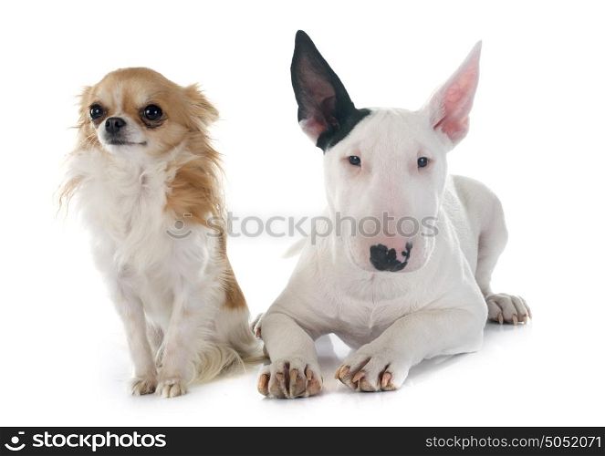 puppy bull terrier and chihuahua in front of white background