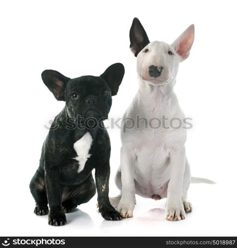 puppy bull terrier and french bulldog in front of white background