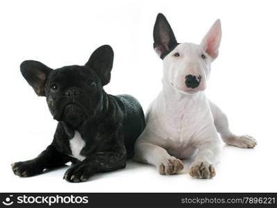 puppy bull terrier and french bulldog in front of white background