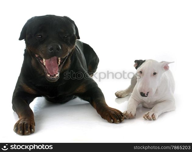 puppy bull terrier and rottweiler in front of white background