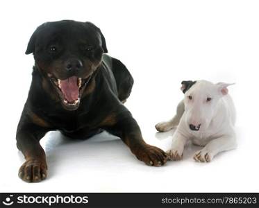 puppy bull terrier and rottweiler in front of white background
