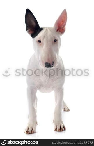 puppy bull terrier in front of white background