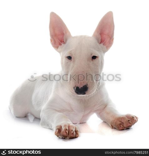 puppy bull terrier in front of white background