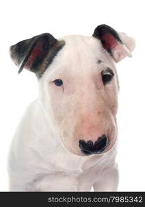 puppy bull terrier in front of white background