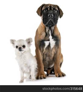 puppy bullmastiff and chihuahua in front of white background