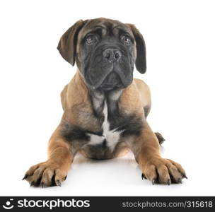 puppy bullmastiff in front of white background