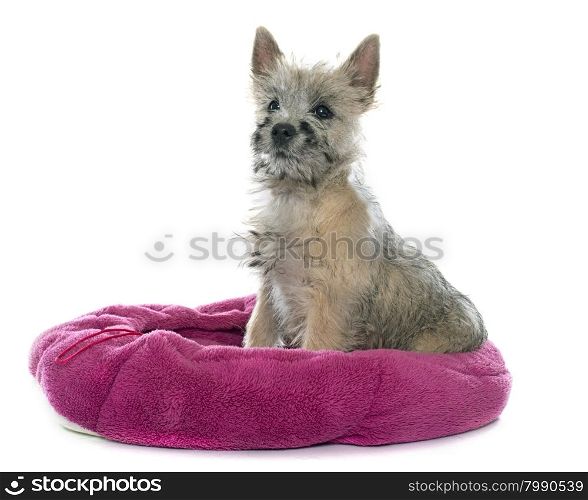 puppy cairn terrier in front of white background