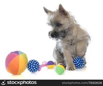 puppy cairn terrier in front of white background