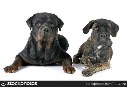 puppy cane corso and rottweiler in front of white background