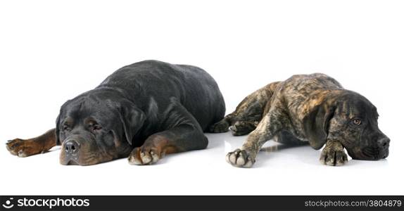 puppy cane corso and rottweiler in front of white background